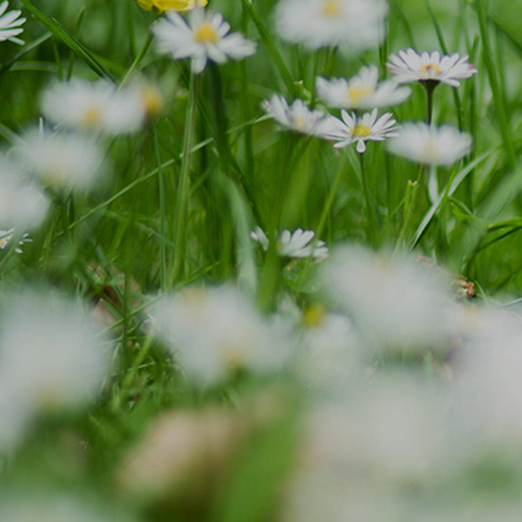 Valkoisia kukkia vihreällä niityllä kesällä