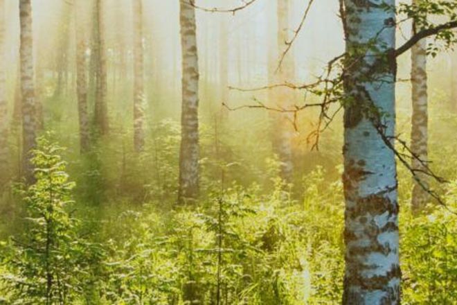 Kypsennetty lohiviipale tummalla lautasella jonka kanssa tarjoillaan salaattia