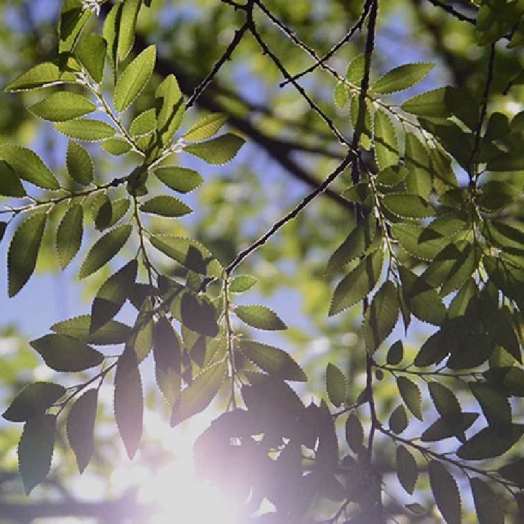 Pihlajan lehdet aurinkoisena päivänä